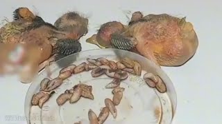 Removing Botfly Larvae from Baby Birds